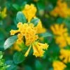 Juiced™ Orange Jessamine