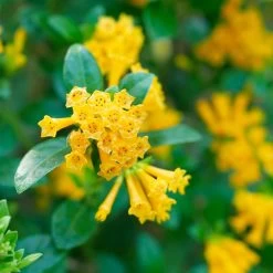 Juiced™ Orange Jessamine