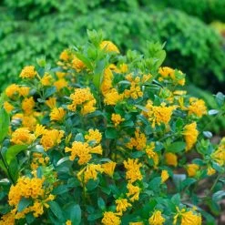 Juiced™ Orange Jessamine -Garden Plant Store Juiced Orange Jessamine Flowering 40905.1675084059