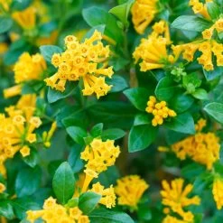 Juiced™ Orange Jessamine -Garden Plant Store Juiced Orange Jessamine Flowers and Leaves 09775.1675084070