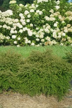 Juke Box® Pyracomeles -Garden Plant Store Juke Box Pyracomeles hedge in the garden 38644.1611598333