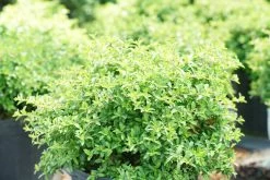 Juke Box® Pyracomeles -Garden Plant Store Juke Box Pyracomeles in containers 23549.1611598332