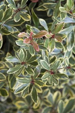 Juliet Cleyera -Garden Plant Store Juliet Cleyera Shrub Foliage 11180.1553566350