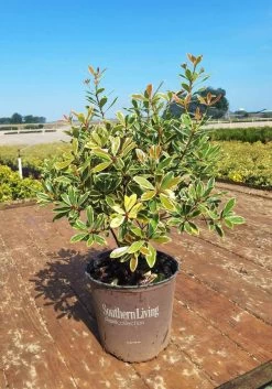 Juliet Cleyera -Garden Plant Store Juliet Cleyera in southern living pot 33693.1640846869