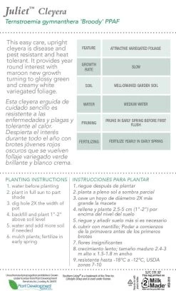 Juliet Cleyera -Garden Plant Store Juliet Cleyera plant care information 24755.1640846874