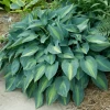 June Hosta 1 June Hosta -Garden Plant Store June Hosta Growing in the Sunlight 73361.1647444281