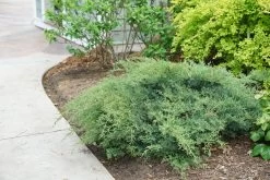 Montana Moss Juniper -Garden Plant Store Juniperus Montana Moss Bush 48310.1549755035