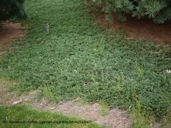 Blue Rug Juniper -Garden Plant Store Juniperus horizontalis Wiltonii Landscaping 18713.1500754656