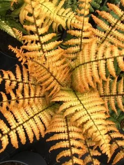 Jurassic Gold Wood Fern -Garden Plant Store Jurassic Gold Wood Fern Foliage in the Fall 47631.1664314686