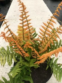Jurassic Gold Wood Fern -Garden Plant Store Jurassic Gold Wood Fern in Nursery Pot 03550.1664314688