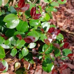 Just Chill Red Tip™ Camellia -Garden Plant Store Just Chill Red Tip Camellia Leaves Close Up 53007.1675083559