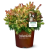 Kaleidoscope Abelia -Garden Plant Store Kaleidoscope Abelia in Branded Pot Main 44857.1553566301