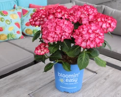 Kimono Hydrangea -Garden Plant Store Kimono Hydrangea in Patio Table 59048.1649406097