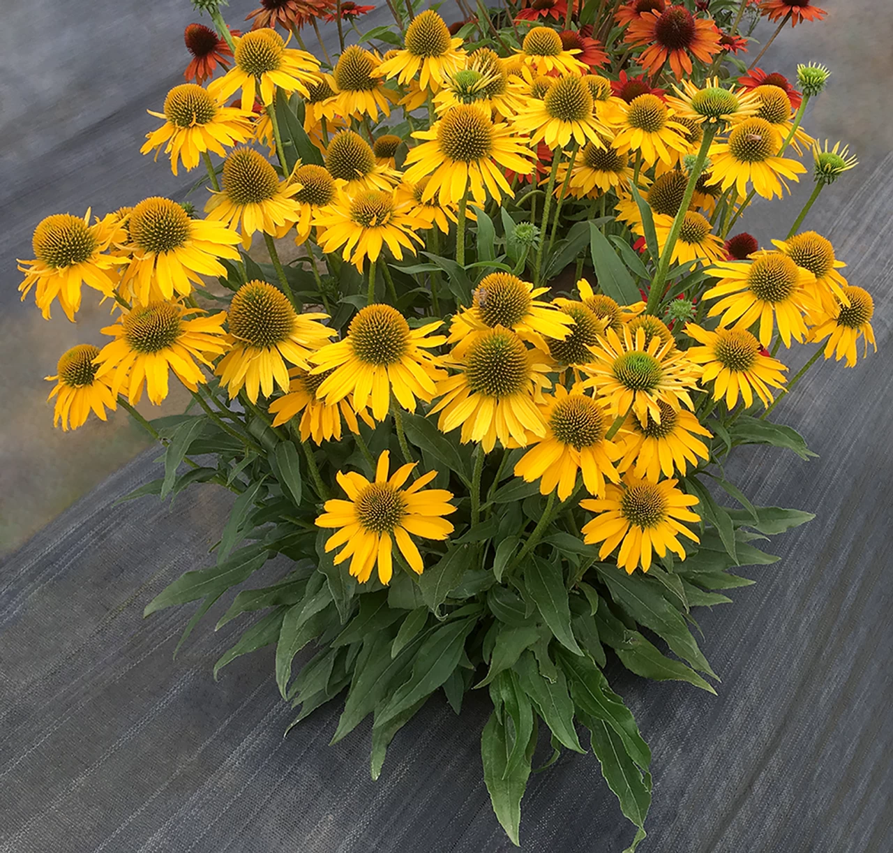 Kismet® Yellow Coneflower 4 Kismet® Yellow Coneflower - Image 2