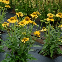Kismet® Yellow Coneflower