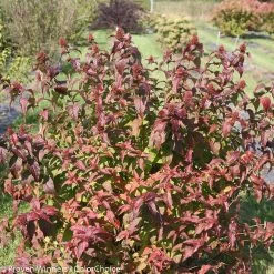 Kodiak® Black Diervilla -Garden Plant Store Kodiak Black Diervilla Bush with Foliage 41554.1549755028