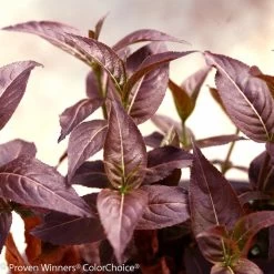 Kodiak® Black Diervilla