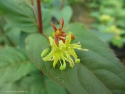 Kodiak® Red Diervilla -Garden Plant Store Kodiak Red Diervilla Leaf With Flower Petals Close Up 54689.1611891591