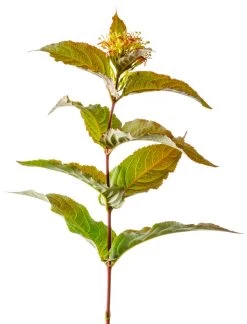 Kodiak® Red Diervilla -Garden Plant Store Kodiak Red Diervilla Stem With Leaves and Flowers 57449.1611891597