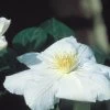 Candida Clematis -Garden Plant Store LANUGINOSA CANDIDA Clematis White Flower Close Up 75831.1612558526