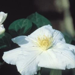 Candida Clematis