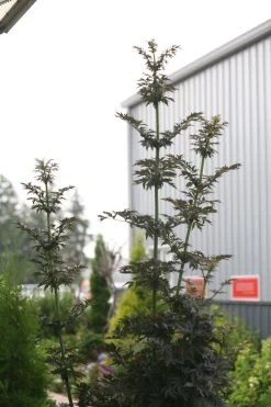 Laced Up Elderberry -Garden Plant Store Laced Up Elderberry Branches Growing Tall 92058.1642288457