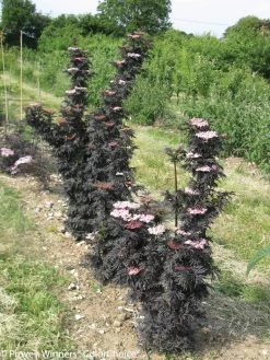 Laced Up Elderberry -Garden Plant Store Laced Up Elderberry Bushes 87864.1523323800