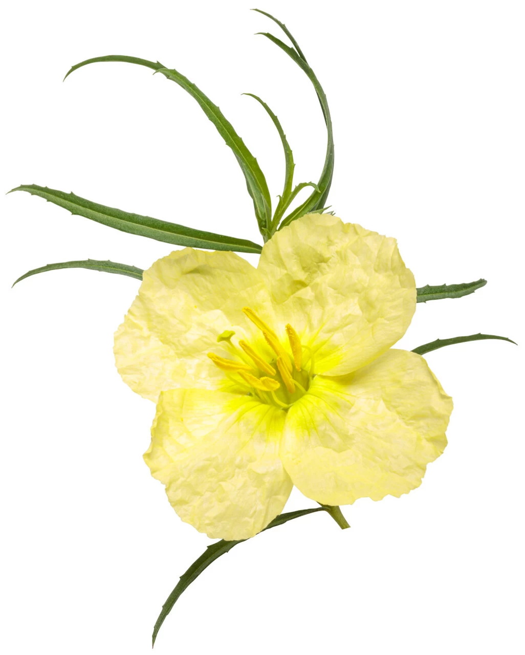 Ladybird Lemonade Texas Primrose 8 Ladybird Lemonade Texas Primrose - Image 6