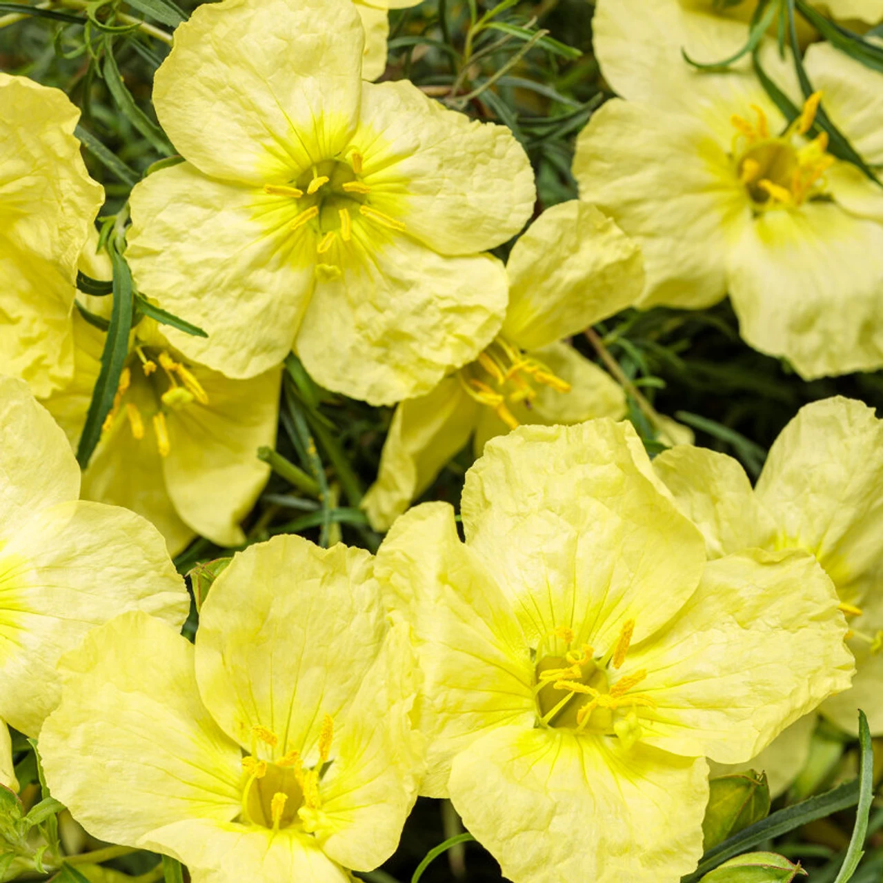 Ladybird Lemonade Texas Primrose 3 Ladybird Lemonade Texas Primrose