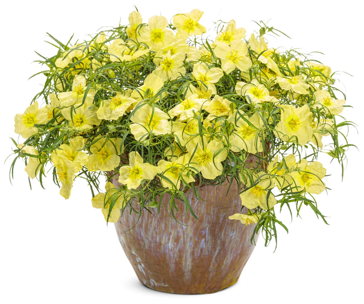 Ladybird Lemonade Texas Primrose 4 Ladybird Lemonade Texas Primrose - Image 2