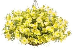 Ladybird Lemonade Texas Primrose 11 Ladybird Lemonade Texas Primrose -Garden Plant Store Ladybird Lemonade Texas Primrose in Hanging Basket 49544.1639246773
