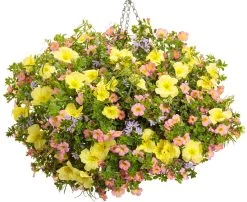 Ladybird Lemonade Texas Primrose 12 Ladybird Lemonade Texas Primrose -Garden Plant Store Ladybird Lemonade Texas Primrose in Mixed Annual Combo Hanging Basket 16521.1639246776