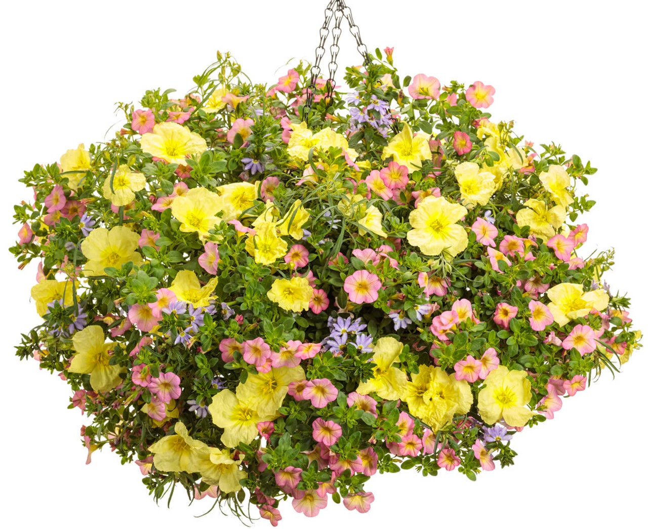 Ladybird Lemonade Texas Primrose 6 Ladybird Lemonade Texas Primrose - Image 4