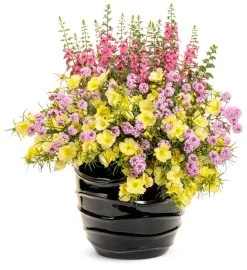 Ladybird Lemonade Texas Primrose 13 Ladybird Lemonade Texas Primrose -Garden Plant Store Ladybird Lemonade Texas Primrose in Mixed Annual Garden Planter 60258.1639246789