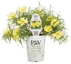 Ladybird Lemonade Texas Primrose 15 Ladybird Lemonade Texas Primrose -Garden Plant Store Ladybird Lemonade Texas Primrose in Proven Winners Pot 14382.1639246795