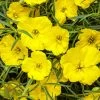 Ladybird Sunglow Texas Primrose -Garden Plant Store Ladybird Sunglow Texas Primrose Flowers and Foliage 15402.1639248222