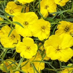 Ladybird Sunglow Texas Primrose