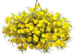 Ladybird Sunglow Texas Primrose -Garden Plant Store Ladybird Sunglow Texas Primrose in Hanging Basket 31771.1639248228
