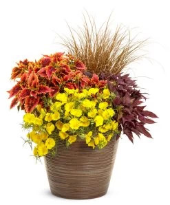 Ladybird Sunglow Texas Primrose -Garden Plant Store Ladybird Sunglow Texas Primrose in Mixed Annual Combo Planter 02365.1639248234