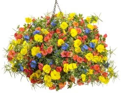 Ladybird Sunglow Texas Primrose -Garden Plant Store Ladybird Sunglow Texas Primrose in Mixed Annual Hanging Basket 53511.1639248231