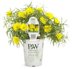 Ladybird Sunglow Texas Primrose -Garden Plant Store Ladybird Sunglow Texas Primrose in Proven Winners Pot 13641.1639248239