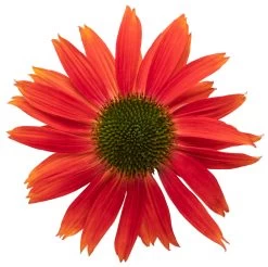 Summersong™ Firefinch™ Coneflower -Garden Plant Store Lakota Fire Coneflower Red Flower Up Close 96076.1692971766
