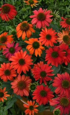 Summersong™ Firefinch™ Coneflower -Garden Plant Store Lakota Fire Coneflower With Orange Red Blooms 58118.1551416728