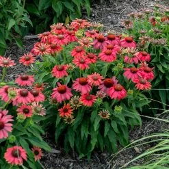 Summersong™ Firefinch™ Coneflower -Garden Plant Store Lakota Fire Coneflower in Landscaping 1 71200.1692971771