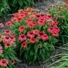 Summersong™ Firefinch™ Coneflower -Garden Plant Store Lakota Fire Coneflower in Landscaping 54104.1692971759