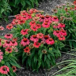 Summersong™ Firefinch™ Coneflower