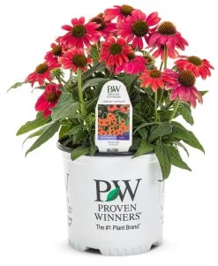 Summersong™ Firefinch™ Coneflower -Garden Plant Store Lakota Fire Coneflower in Proven Winners Pot 75270.1551416728
