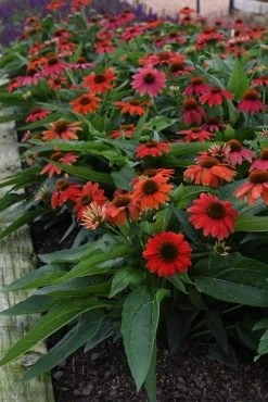 Summersong™ Firefinch™ Coneflower -Garden Plant Store Lakota Fire Coneflower with Red Blooms 06950.1692971764