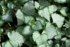 Pink Chablis® Dead Nettle -Garden Plant Store Lamium Pink Chablis Foliage 09737.1551416727