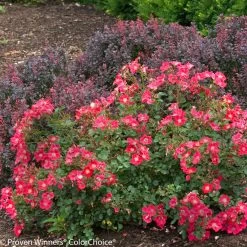 Oso Easy® Cherry Pie Rose -Garden Plant Store Landscaping with Oso Easy Cherry Pie Rose 47996.1519343891